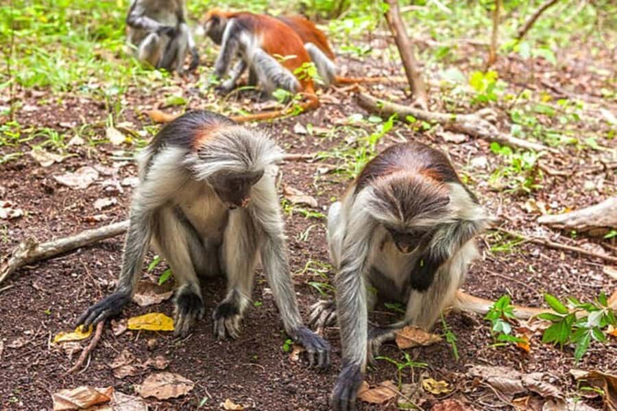 Explore Jozani Forest and Zanzibar Spice Farm - Reaching Jozani Forest for the Red Colobus Monkeys
