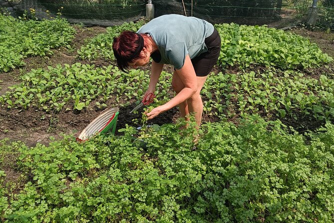 Exploring organic farm & Vietnamese Culinary with Master chef - Why this farm day is different from a city cooking class