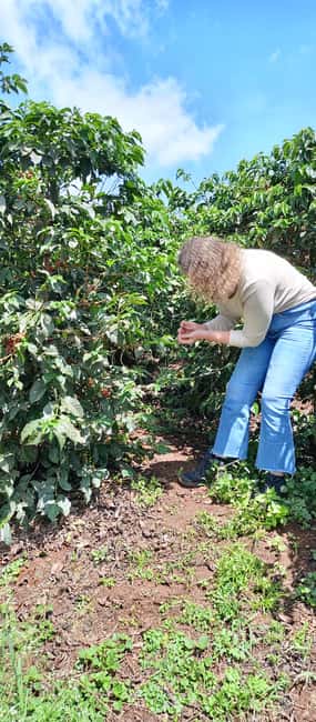 FAIRVIEW COFFEE FARM DAY TOUR - A short trip from Nairobi to Fairview Farm