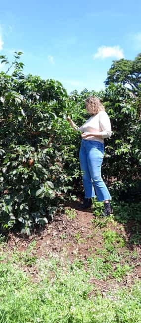 FAIRVIEW COFFEE FARM DAY TOUR - Walking among the coffee plants