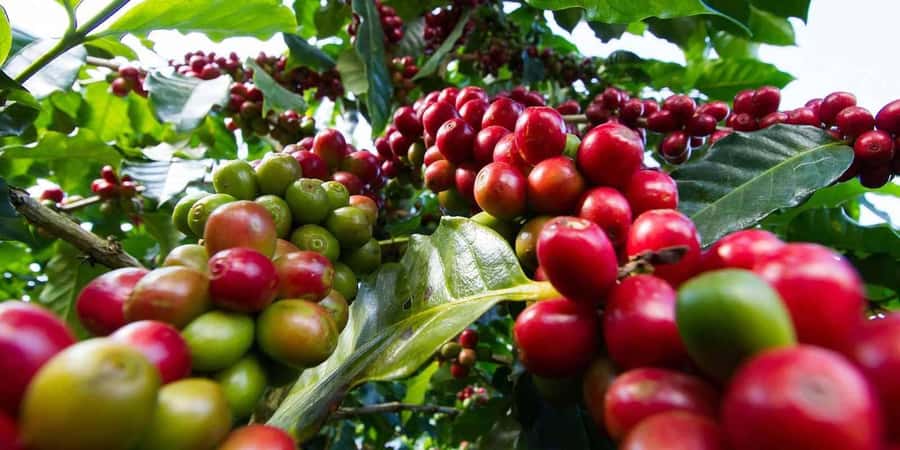 Fairview Coffee Farm Day Tour in Nairobi with Pickup - Entering nearly 100 acres of coffee at Fairview Estate