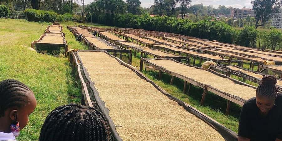Fairview Coffee Farm Day Tour in Nairobi with Pickup - Booking details worth knowing before you go