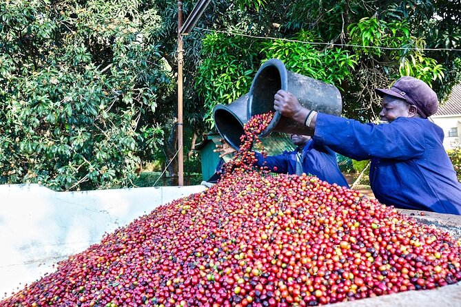 Fairview Estate Coffee Farm Tour With Pick up - Key points to know before you book