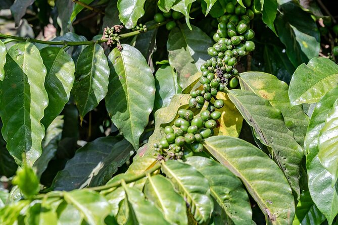 Fairview Estate Coffee Farm Tour With Pick up - First look at the estate and growing process