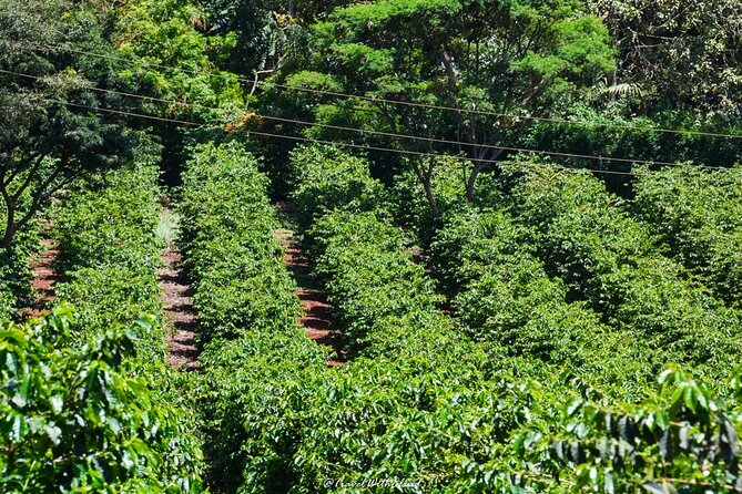 Fairview Estate Coffee Farm Tour With Pick up - Tasting Fairview coffee at the source