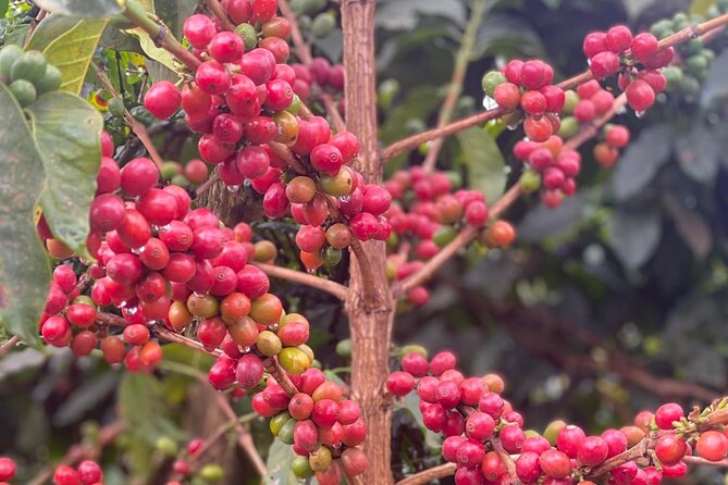Fairview Estate Coffee Farm Tour With Pick up - How the timing works in a Nairobi itinerary