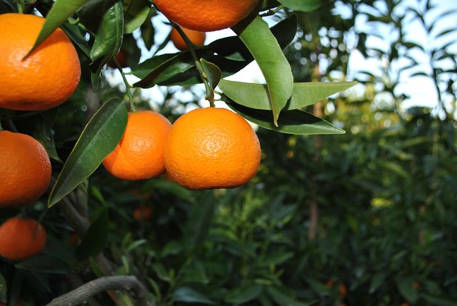 Family Mandarin Farming Tour with Traditional Cooking Lunch - Walking from Xarrë into the tangerine fields