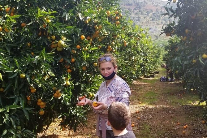 Family Mandarin Farming Tour with Traditional Cooking Lunch - Lunch under an olive tree