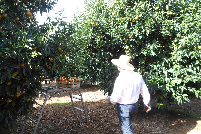 Family Mandarin Farming Tour with Traditional Cooking Lunch - Why families may enjoy this outing