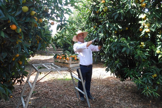 Family Mandarin Farming Tour with Traditional Cooking Lunch - Weather, timing, and practical planning