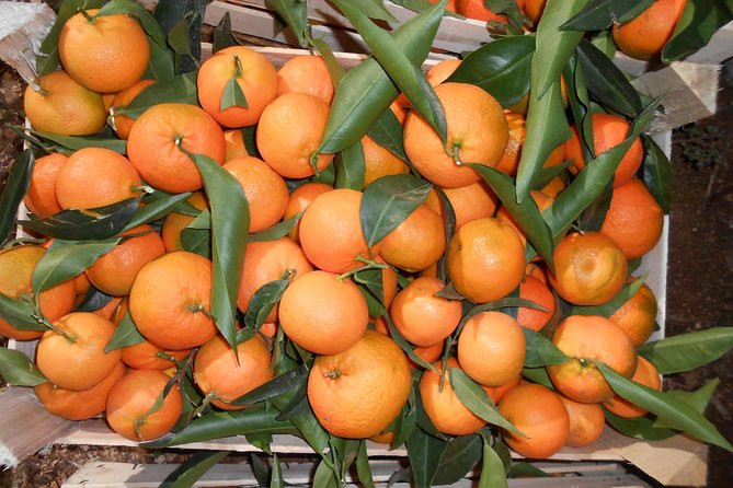 Family Mandarin Farming Tour with Traditional Cooking Lunch - Learning how the trees are cared for