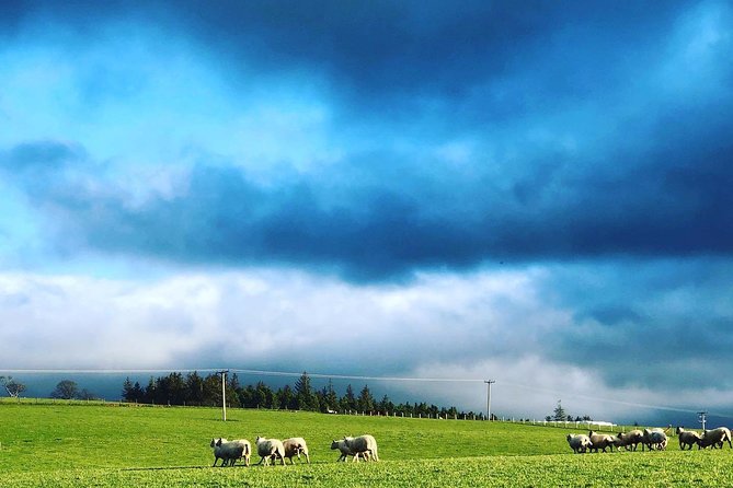 Farm Attraction - Highland Cows, Animal Feeding, Wholesome fun! - Meeting Sheep, Goats, Pigs, and Poultry