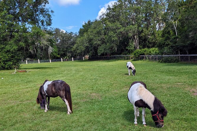 Farm Experience with Ponies, Bunnies, Chickens and Goats - What $55 Is Buying You