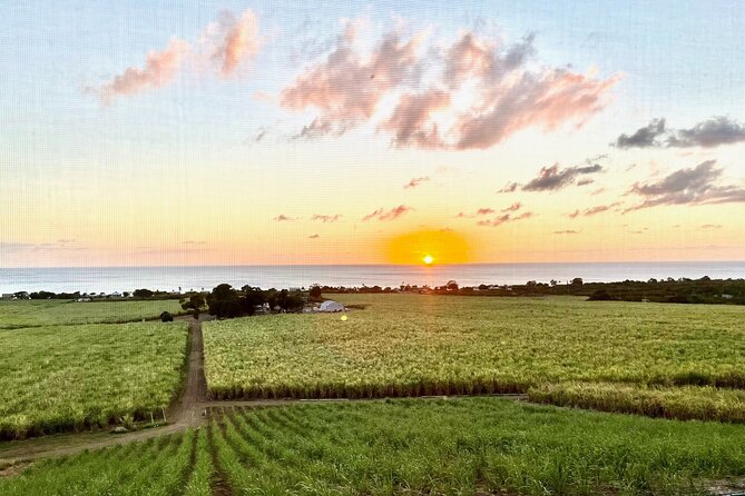 Farm to Bottle Tour at Prosperity Farm Distillery - From sugarcane field to distillery