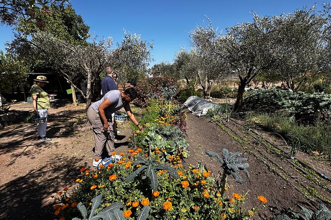 Farm to Table Cooking Experience in San Miguel - Who will enjoy this most?