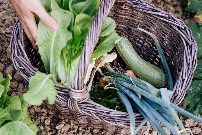 Farm To table Experience on an organic hilltop estate in Tuscany - A welcoming host and a small-group feel