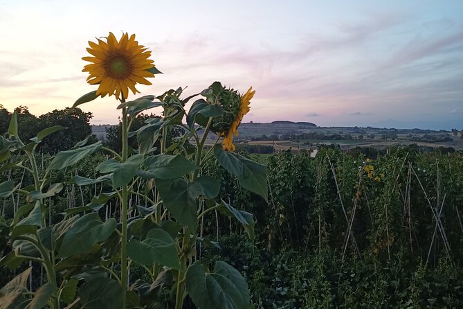 Farm-to-table Food Experience - Local pasta, farm cheese, and dessert