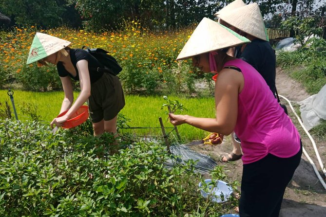 Farm-To-Table Healthy Cooking Class in Ho Chi Minh City - Learning With Alice, Aura, Daisy, Linh, and Chef Tan