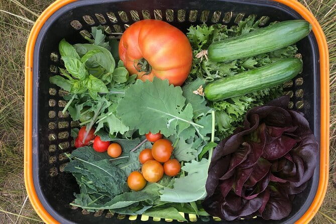 Farm to Table: Organic Farm Visit and Mongolian Cooking Class - Why This Farm Visit Feels Different from a City Food Tour
