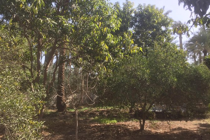 Farm-To-Table Tour With An Adventure To Bent & Red Pyramids - Walking Through Fields And Village Life