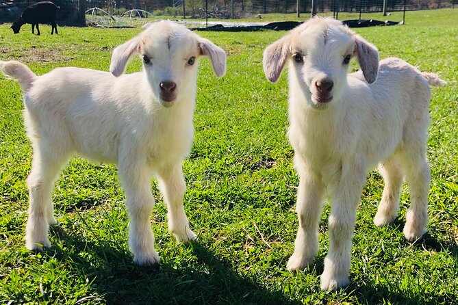 Farm Tour at Clover Brooke Llama/Alpaca/Goat Farm - Key Points About Clover Brooke Farm
