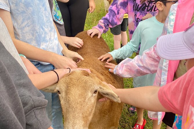 Farm Tour at Clover Brooke Llama/Alpaca/Goat Farm - A Closer Look at the One-Hour Format