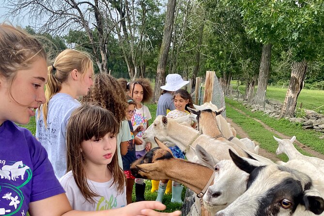 Farm Tour at Clover Brooke Llama/Alpaca/Goat Farm - Group Size, Comfort, and Weather