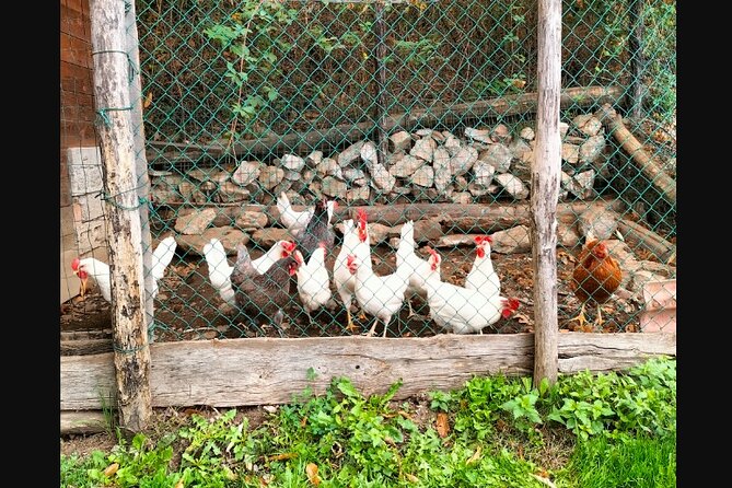 Farm Tour & Cooking Class: Discover the Flavors of Lake Como - A farm visit that starts with tasting