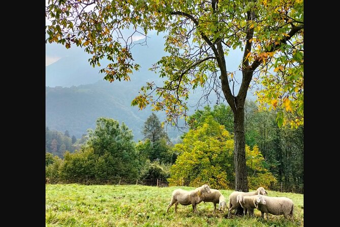 Farm Tour & Cooking Class: Discover the Flavors of Lake Como - Why the food lesson has real value