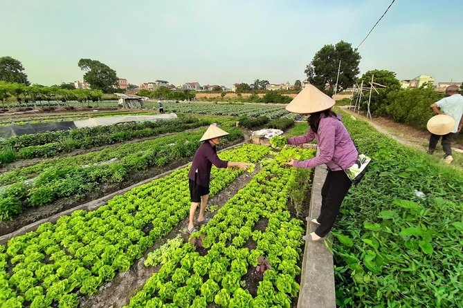 Farm tour & Home cooking class with local family in Hanoi - Choosing between morning and afternoon