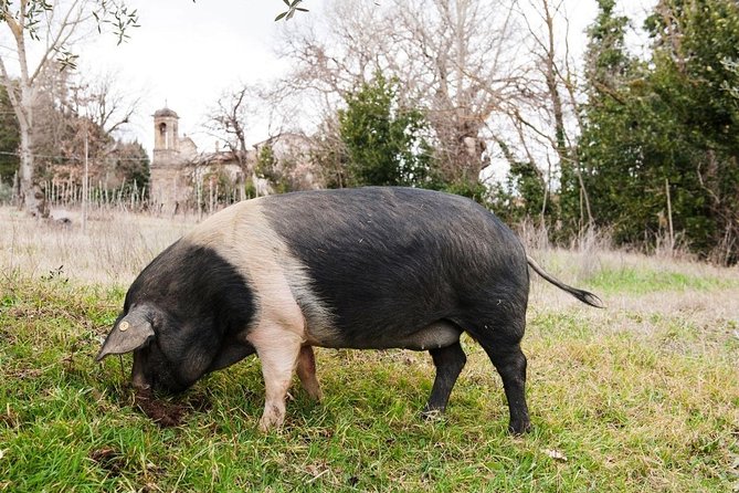 Farm Tour: the Cinta Senese Tuscan pig - Key points at a glance