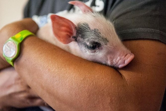 Farm Tour: the Cinta Senese Tuscan pig - How the farm raises its pigs