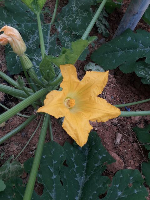 Farm Tour with Cheese-Making, Olive Oil Tasting & Picnic - Greenhouses, vegetables, and the wider food system