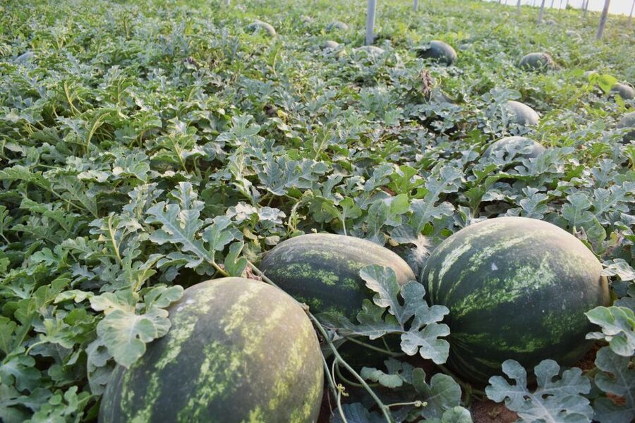 Farm Tour with Cheese-Making, Olive Oil Tasting & Picnic - Is $60 a good value?