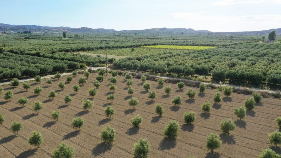 Farm Tour with Cheese-Making, Olive Oil Tasting & Picnic - Walking through the olive groves