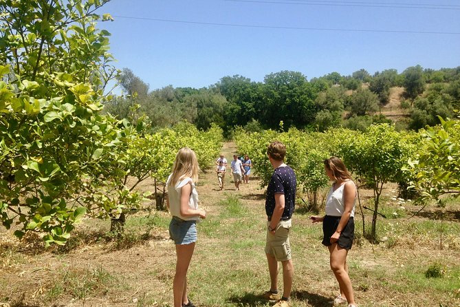 Food Experience at our Farm in Noto Hills - What the $148.54 price really covers