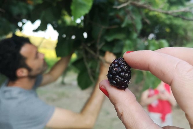 Food Experience at our Farm in Noto Hills - Who will enjoy this Noto food experience most