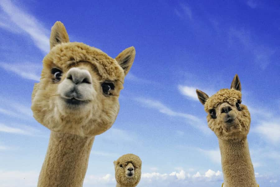 From Baku: Shamakhi City and Alpaca Farm Tour - Why this makes a good Baku day trip
