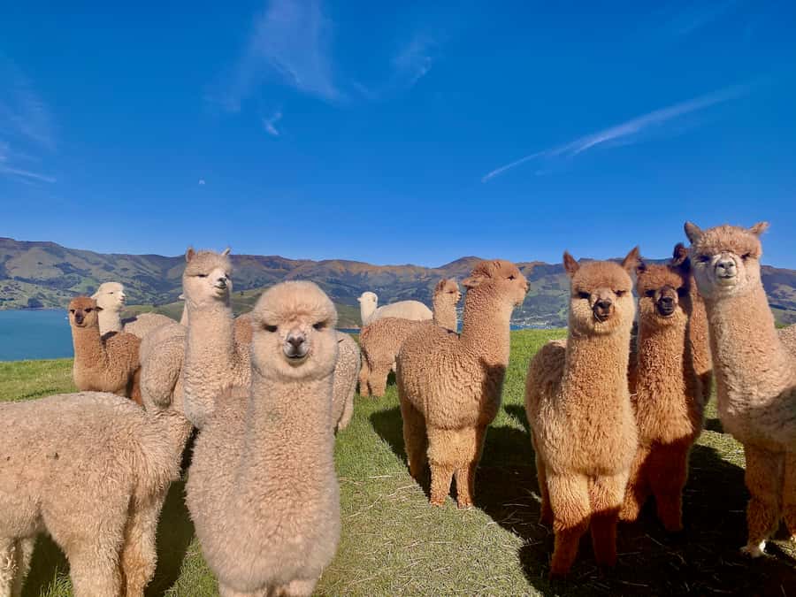 From Baku: Shamakhi City and Alpaca Farm Tour - Is $210 per person good value?