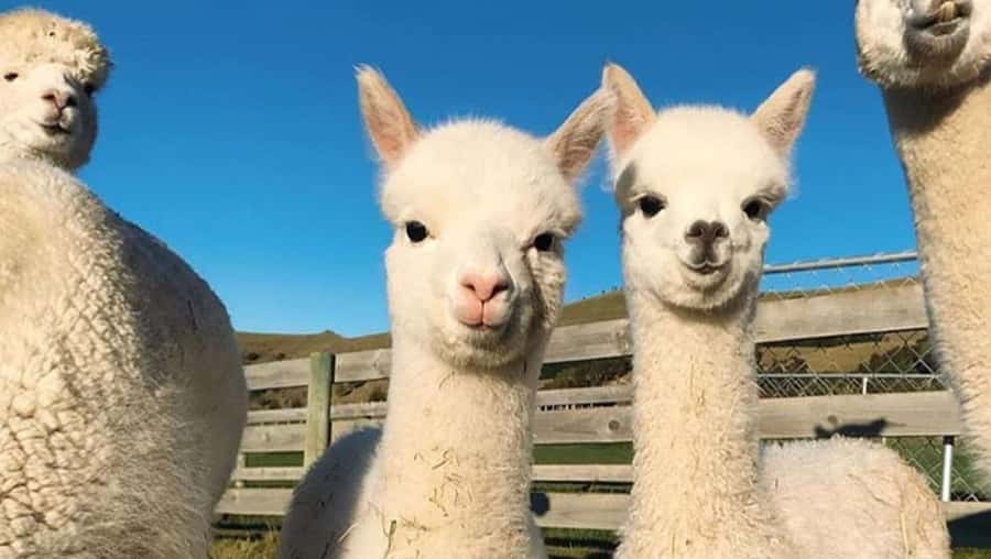 From Baku: Shamakhi City and Alpaca Farm Tour - Should you book the Shamakhi and Alpaca tour?