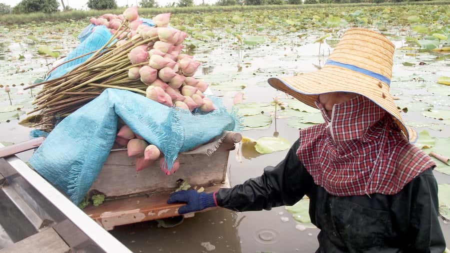 From Bangkok: Mahasawat Canal and farm with Lunch - Key points to know before booking