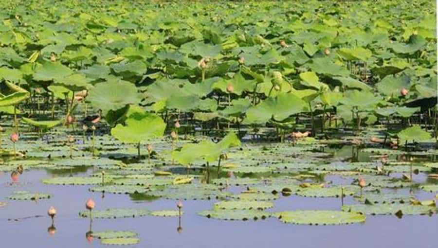 From Bangkok: Mahasawat Canal and farm with Lunch - Gac fruit, orchards, and farm life