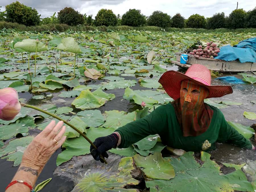 From Bangkok: Mahasawat Canal and farm with Lunch - How the private format affects the value
