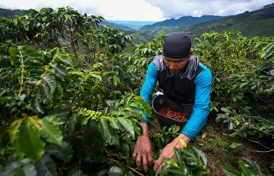 From Bogota: 5 hour guided coffe farm tour - All included - Leaving Bogotá for the mountains near Ubaque