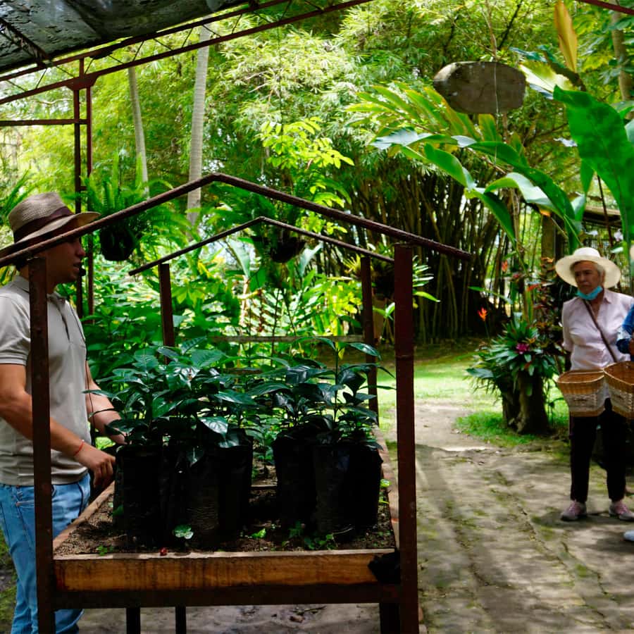 From Bogotá: Coffee Farm and Tequendama Falls Tour - Coffee tasting and liquor: a pleasant finish