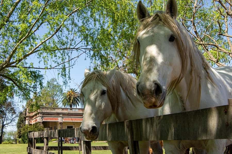 From Buenos Aires: Gaucho and Ranch Day Tour - Timing, comfort, and who should book