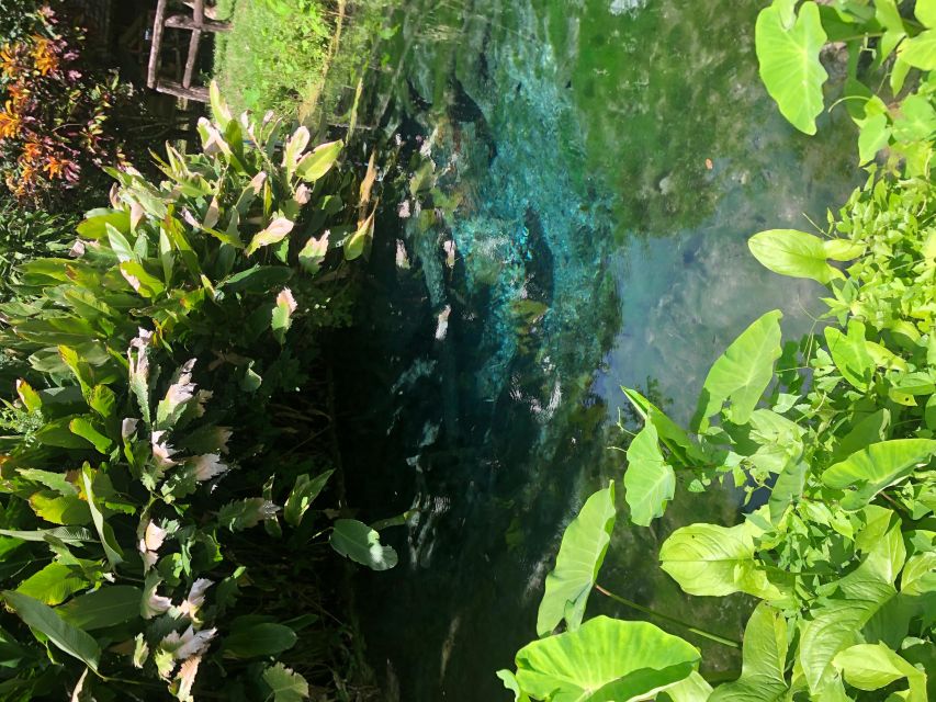 From Chiang Mai: Temples, Sticky Waterfall, and Orchid Farm - Transport, timing, and group size