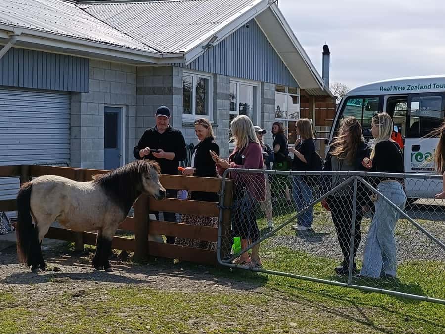 From Christchurch: Sheep Farm Experience with Lunch & Winery - Why this farm tour feels different from a standard day trip