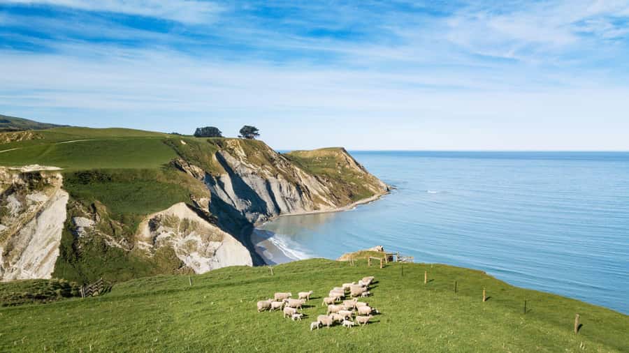 From Christchurch: Sheep Farm Experience with Lunch & Winery - Louise’s Lookout and the best meal of the day