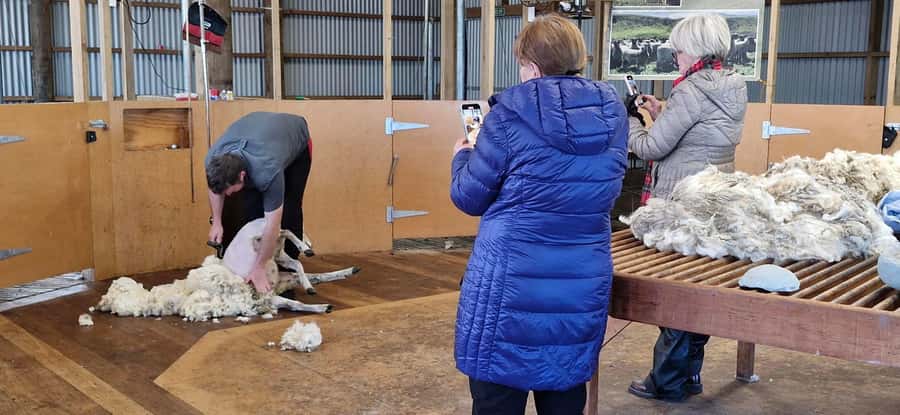 From Christchurch: Sheep Farm Experience with Lunch & Winery - Who should book this six-hour outing